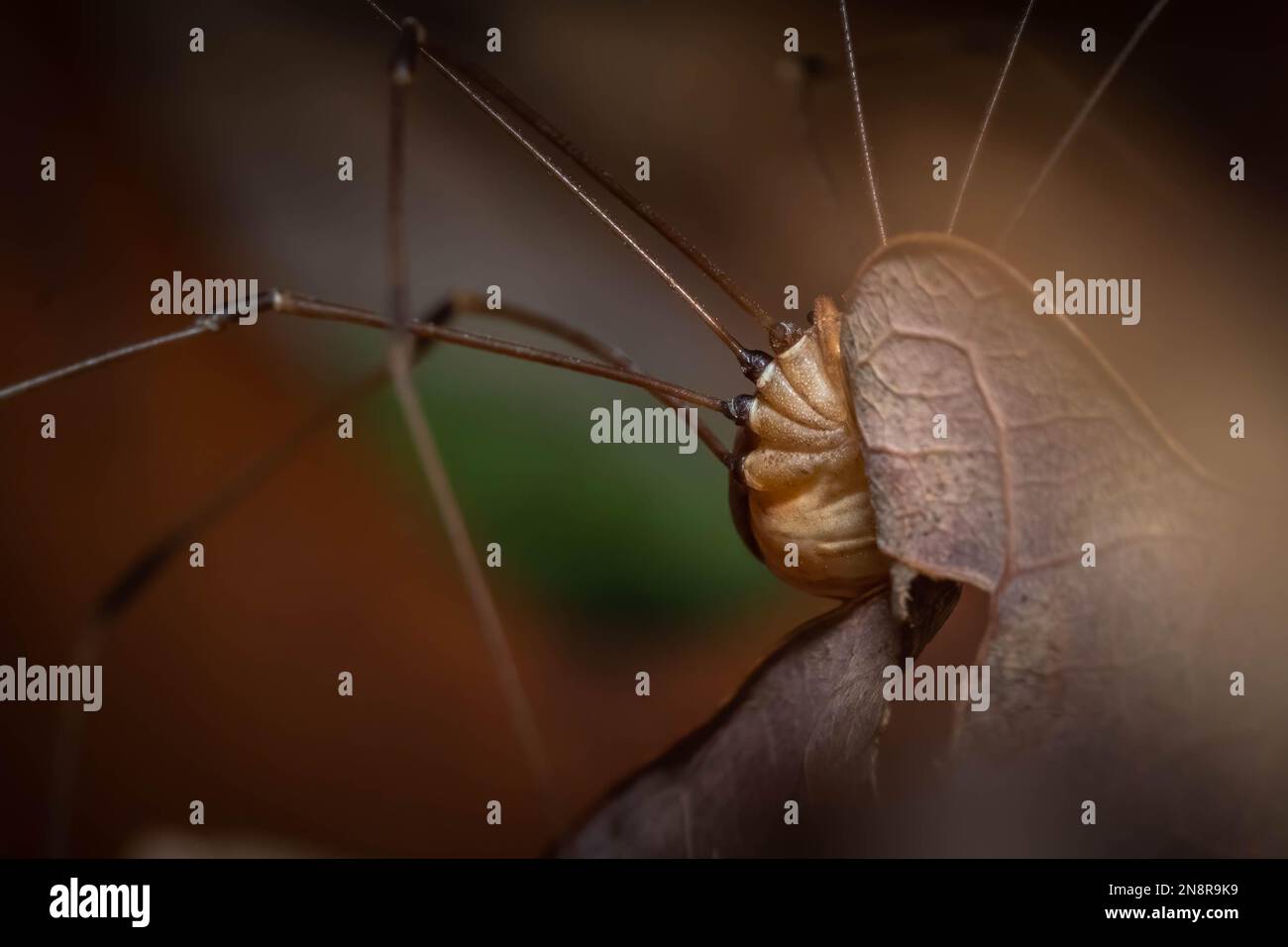 Underside of a Harvestman, or Daddy Longlegs. Harvestman are arachnids, but not spiders, as they do not produce venom nor silk. Stock Photo