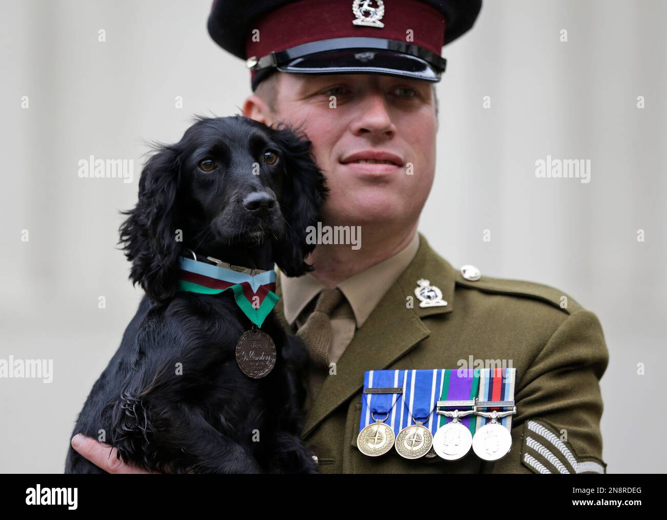 British Army sergeant Matthew Jones holds Grace, a search dog with the  army, wearing a Dickin Medal, Britain's highest award for bravery by  animals – that was posthumously awarded to Theo, a