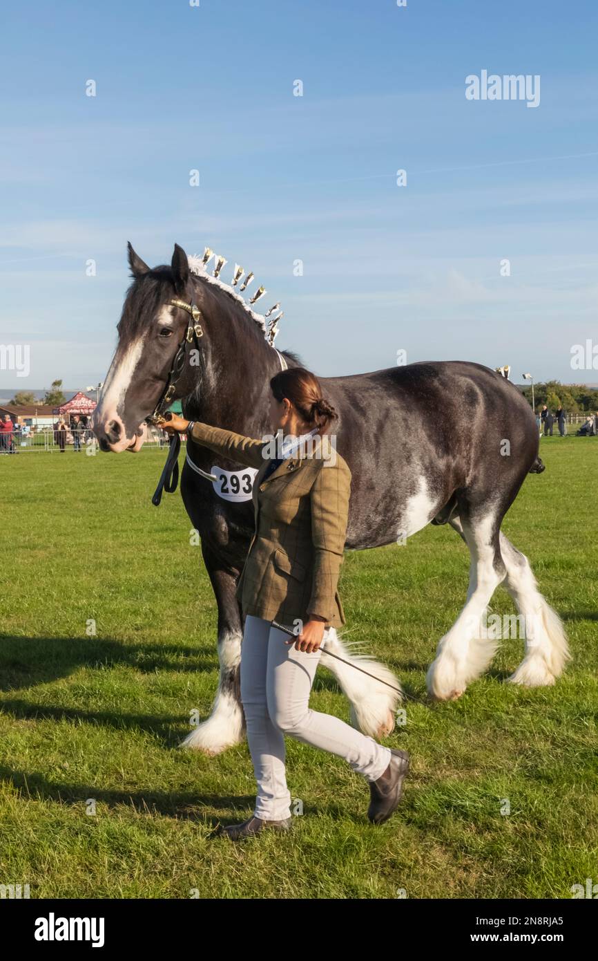 England, Dorset, Shaftesbury, The Annual Wessex Heavy Horse Show and