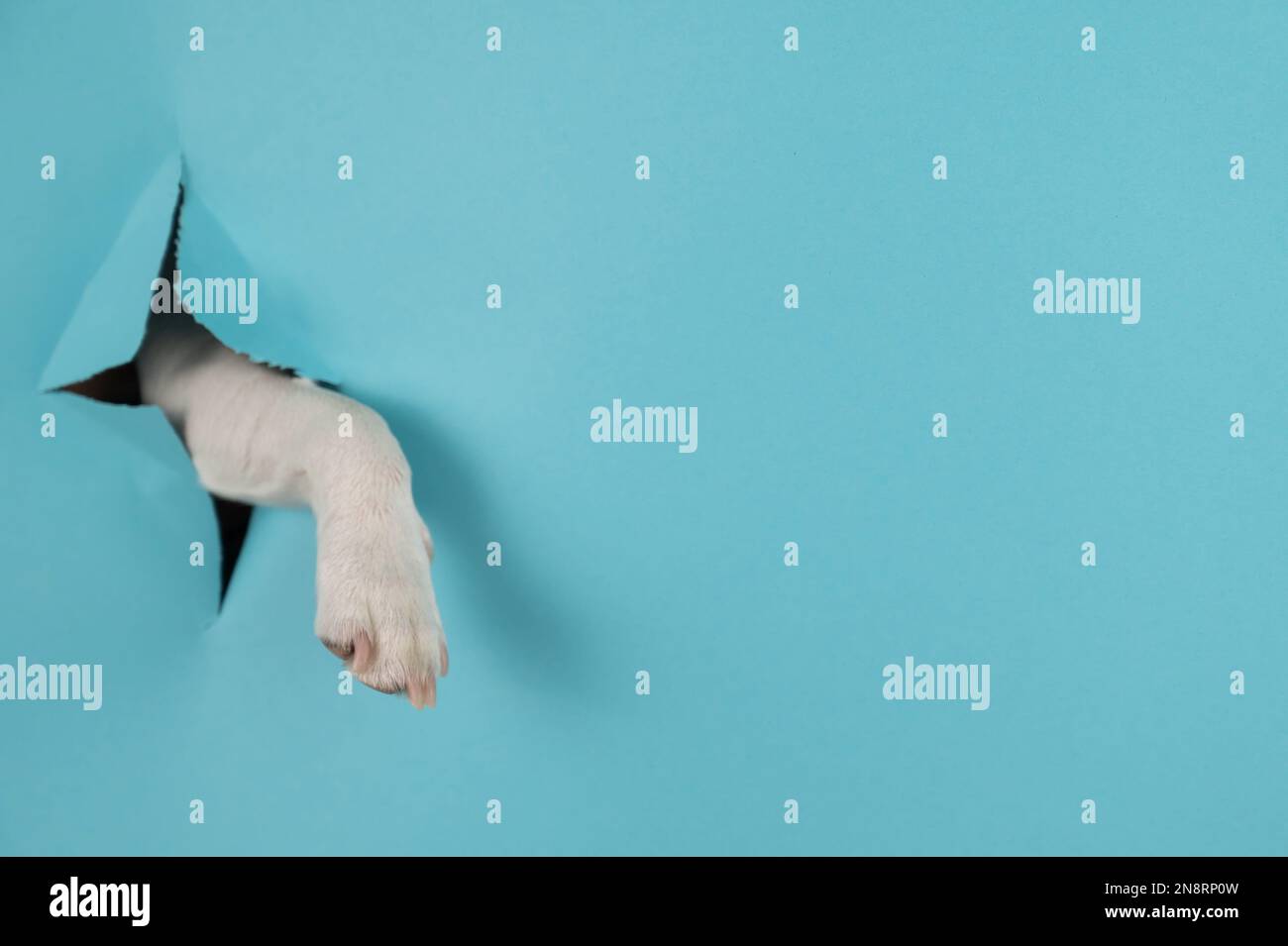 Dog paw sticks out of a hole in a paper blue background. Copy space ...