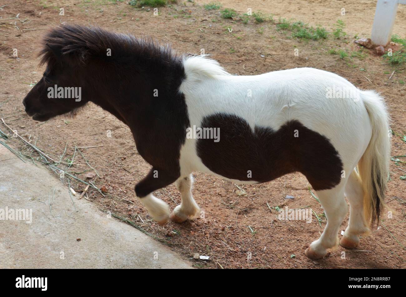 Pony dwarf horse or Miniature horse in stable box stall of animal farm