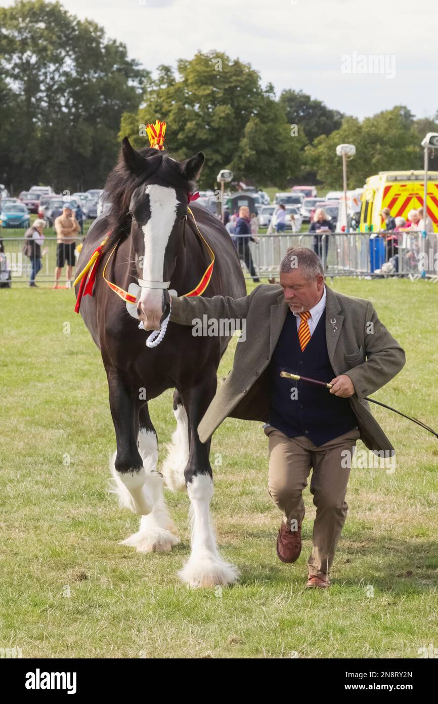 England, Dorset, Shaftesbury, The Annual Wessex Heavy Horse Show and