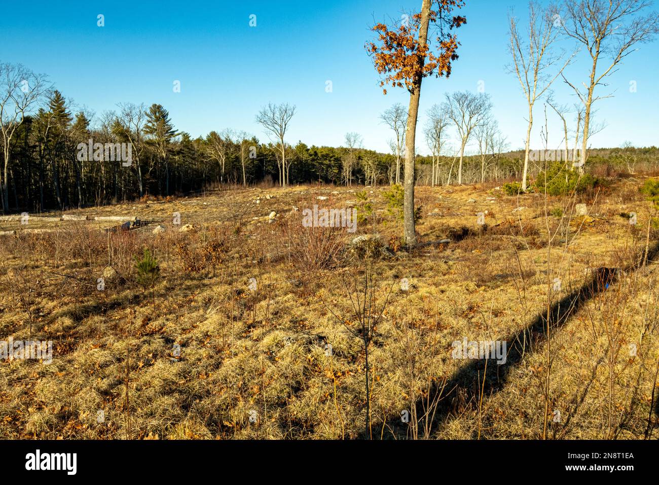 A clear cut of forest land in Massachusetts Stock Photo
