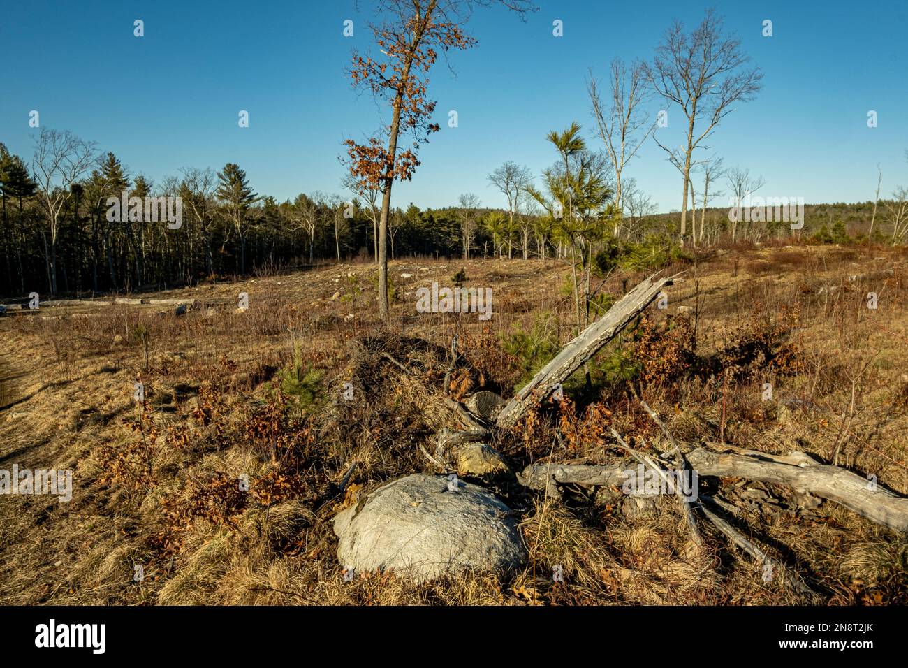 A clear cut of forest land in Massachusetts Stock Photo