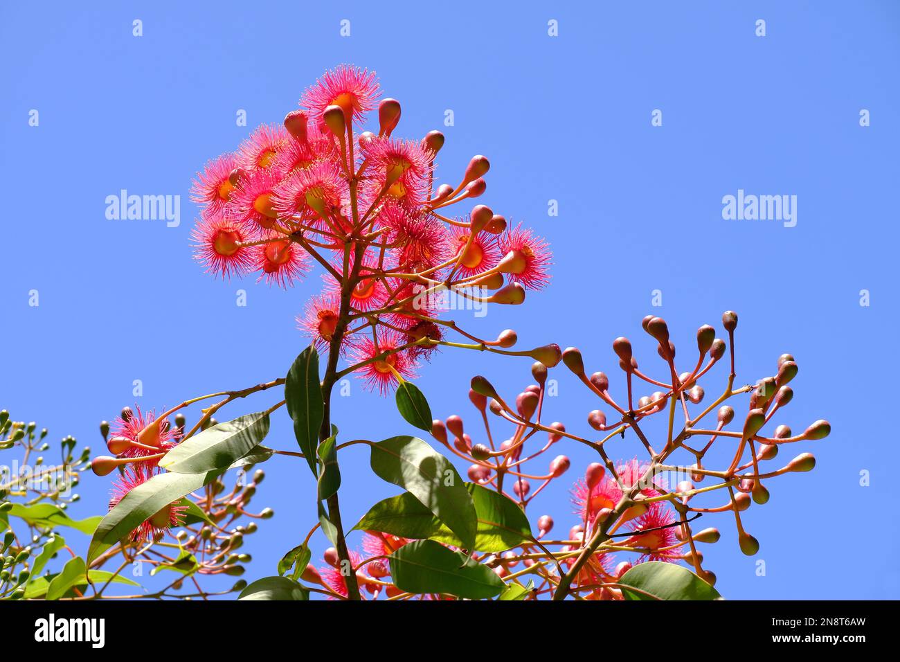 Crimson pink flowering gum (Eucalyptus) flowers, buds and leaves on the tree against a blue sky in Perth, Western Australia Stock Photo