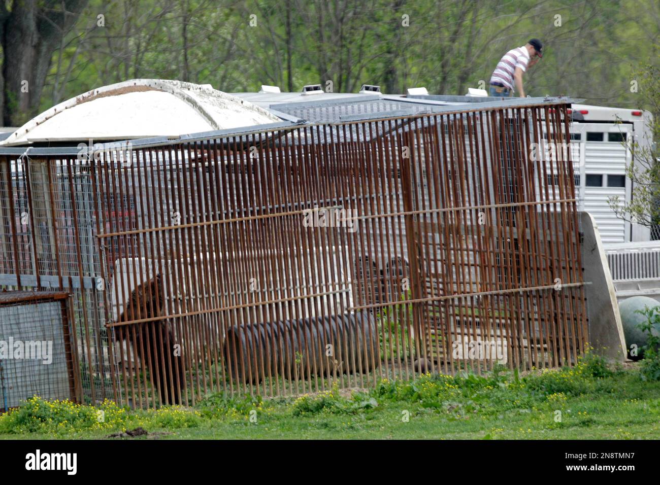 FILE In this May 4, 2012 file photo, a bear, lower left, explores its