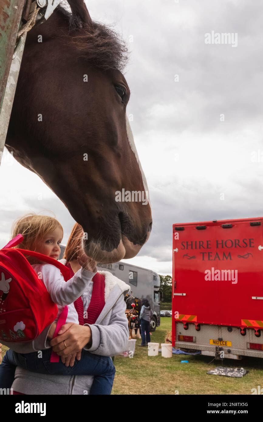 Show visitors stroking heavy horse hires stock photography and images