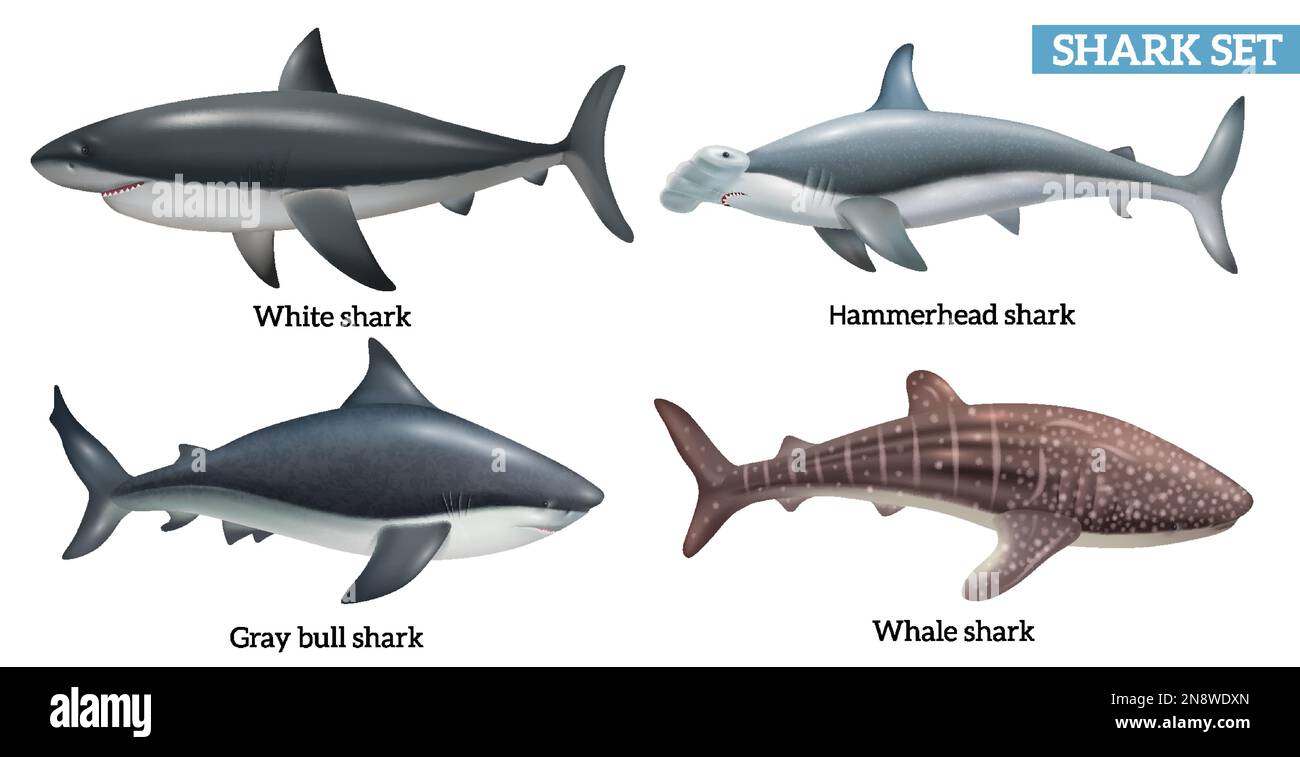 Realistic dangerous shark species icons set isolated vector illustration Stock Vector