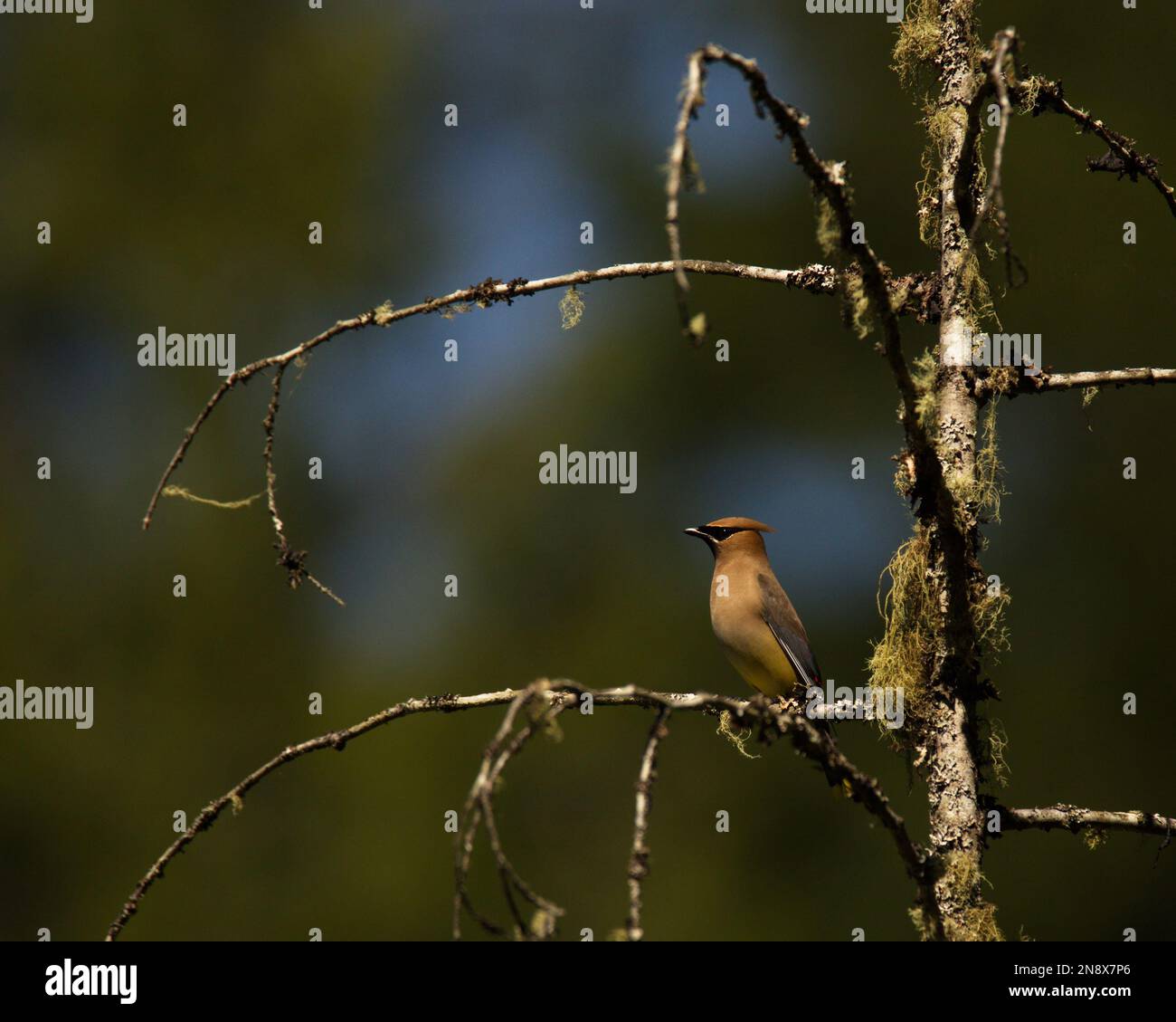 A single Cedar Waxwing (Bombycilla cedrorum) perched on a branch in a tree and framed by lichen or moss on the branches. Taken in Victoria, BC, Canada Stock Photo