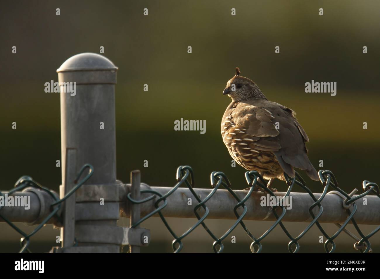 Single female California Quail (Callipepla californica) standing on a