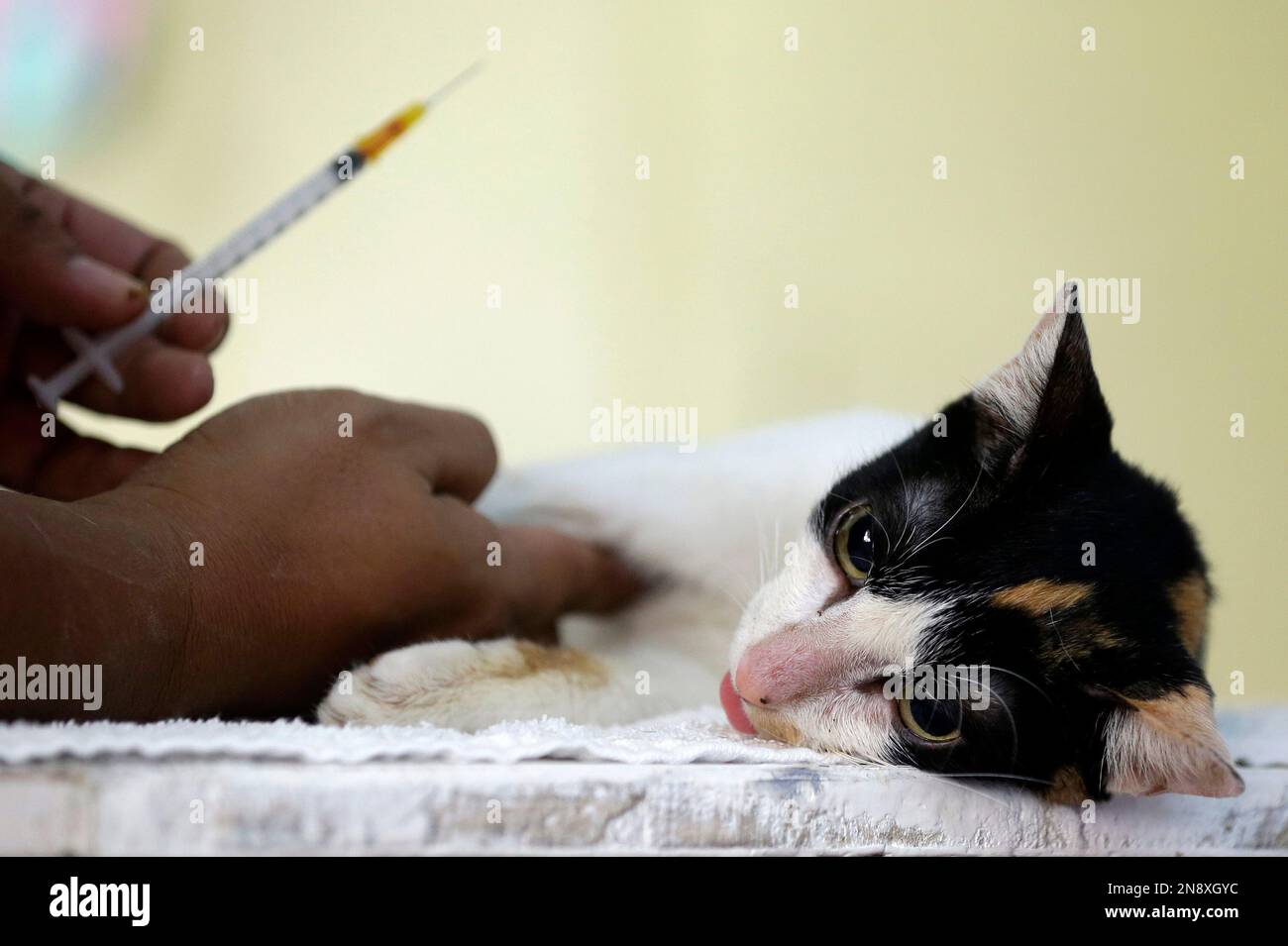 A volunteer veterinarian from U.K.based Animal Kingdom Foundation