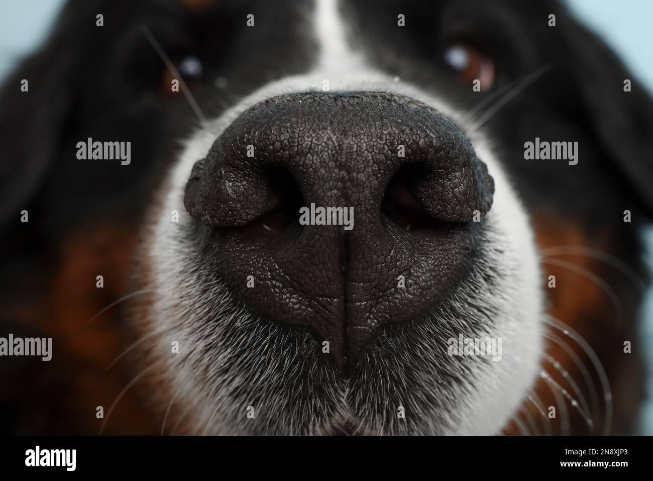 Dog pale nose 2025