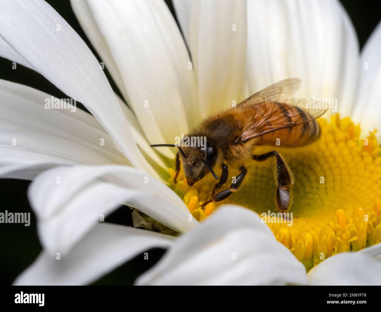 Side view of a domesticated European honey bee (Apis mellifera) exploring and collecting pollen from a yellow and white daisy flower Stock Photo