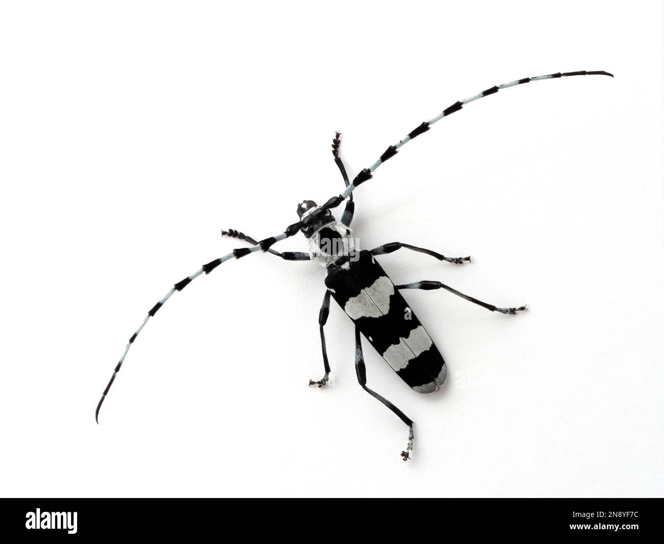 dorsal view of a striking black and white male banded alder borer beetle (Rosalia funebris) displaying the very long antennae characteristic of the lo Stock Photo