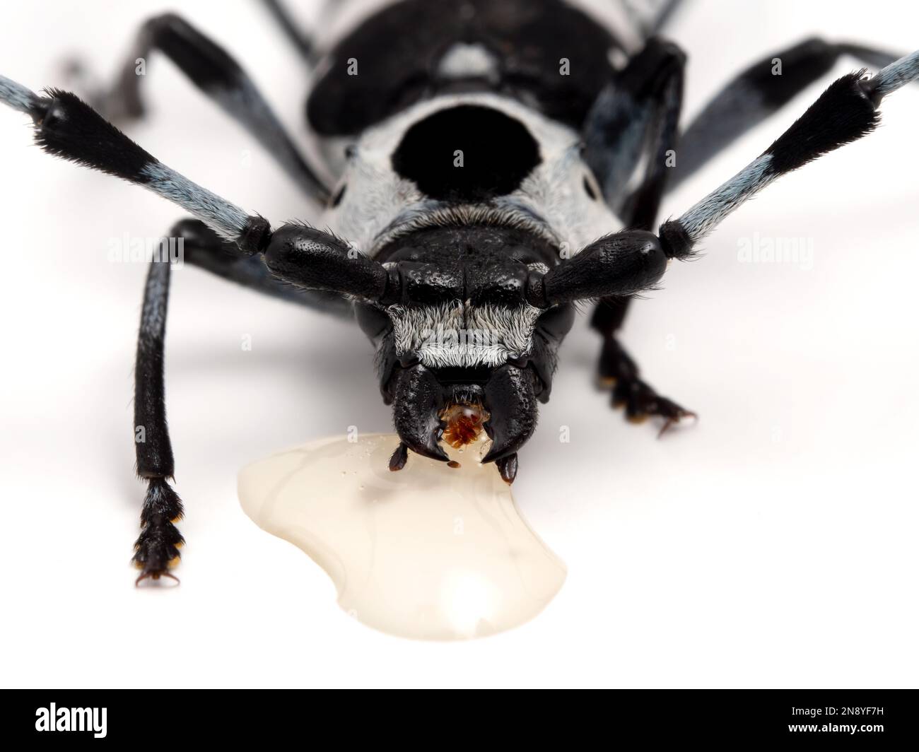 close-up of a male banded alder borer beetle (Rosalia funebris) drinking from a drop of honey, isolated Stock Photo