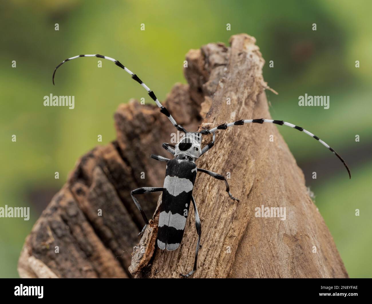 black and white male banded alder borer beetle (Rosalia funebris) crawling on a piece of dead wood Stock Photo