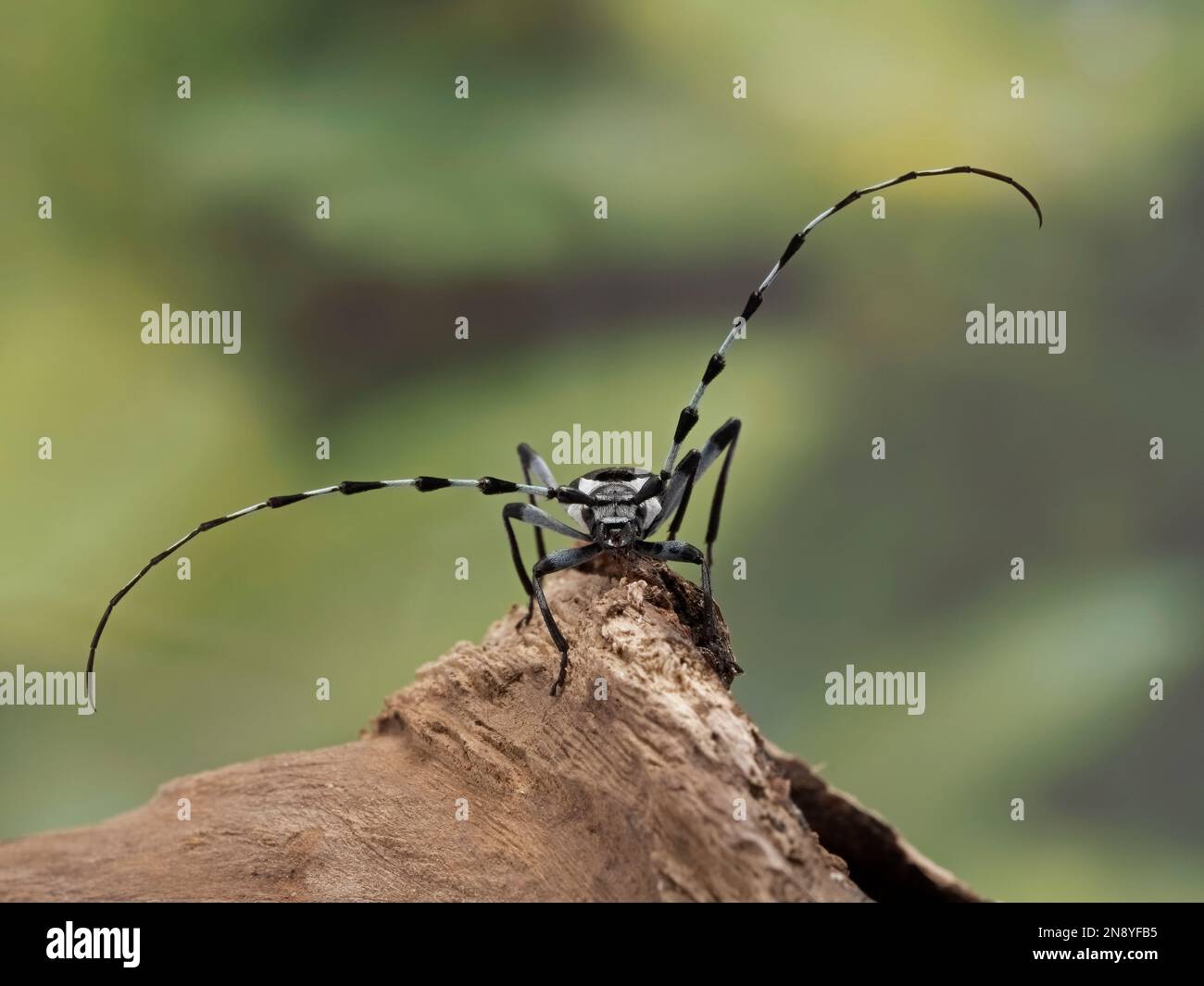 male banded alder borer beetle (Rosalia funebris) facing the camera and displaying the very long antennae characteristic of the longhorn beetles (Cera Stock Photo