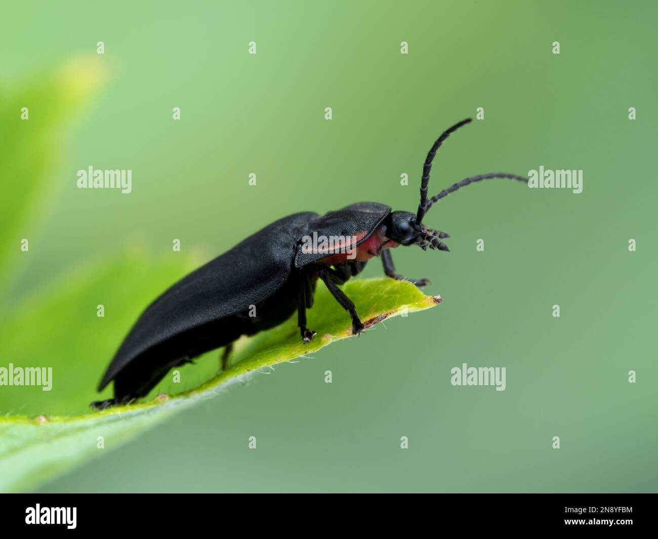side view of a striking black and red Pacific Northwest firefly (Ellychnia hatchi) crawling on a leaf Stock Photo