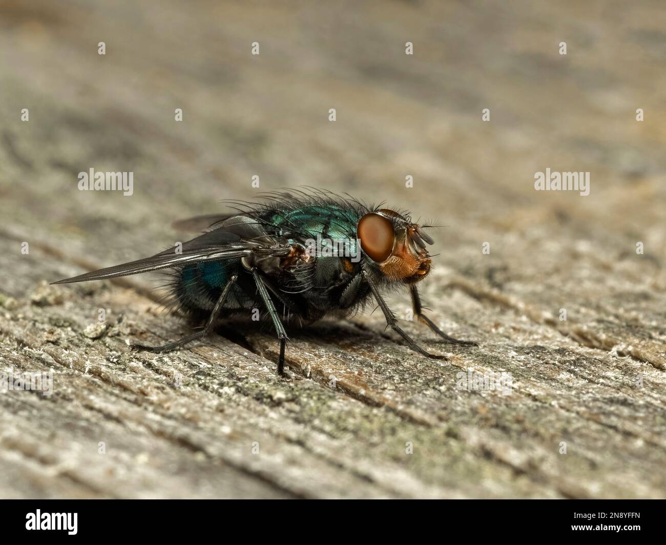 Side view of a common blowfly or bottle fly (Calliphora vicina) resting