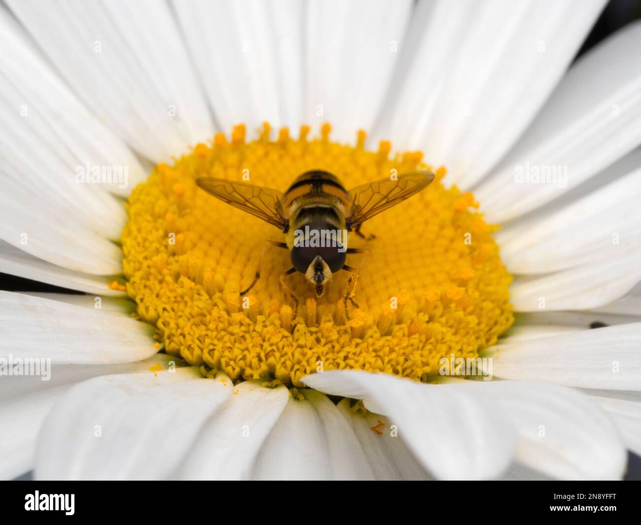 Front view of a common drone fly (Eristalis tenax) centered on a white and yellow daisy flower as it feeds on pollen Stock Photo