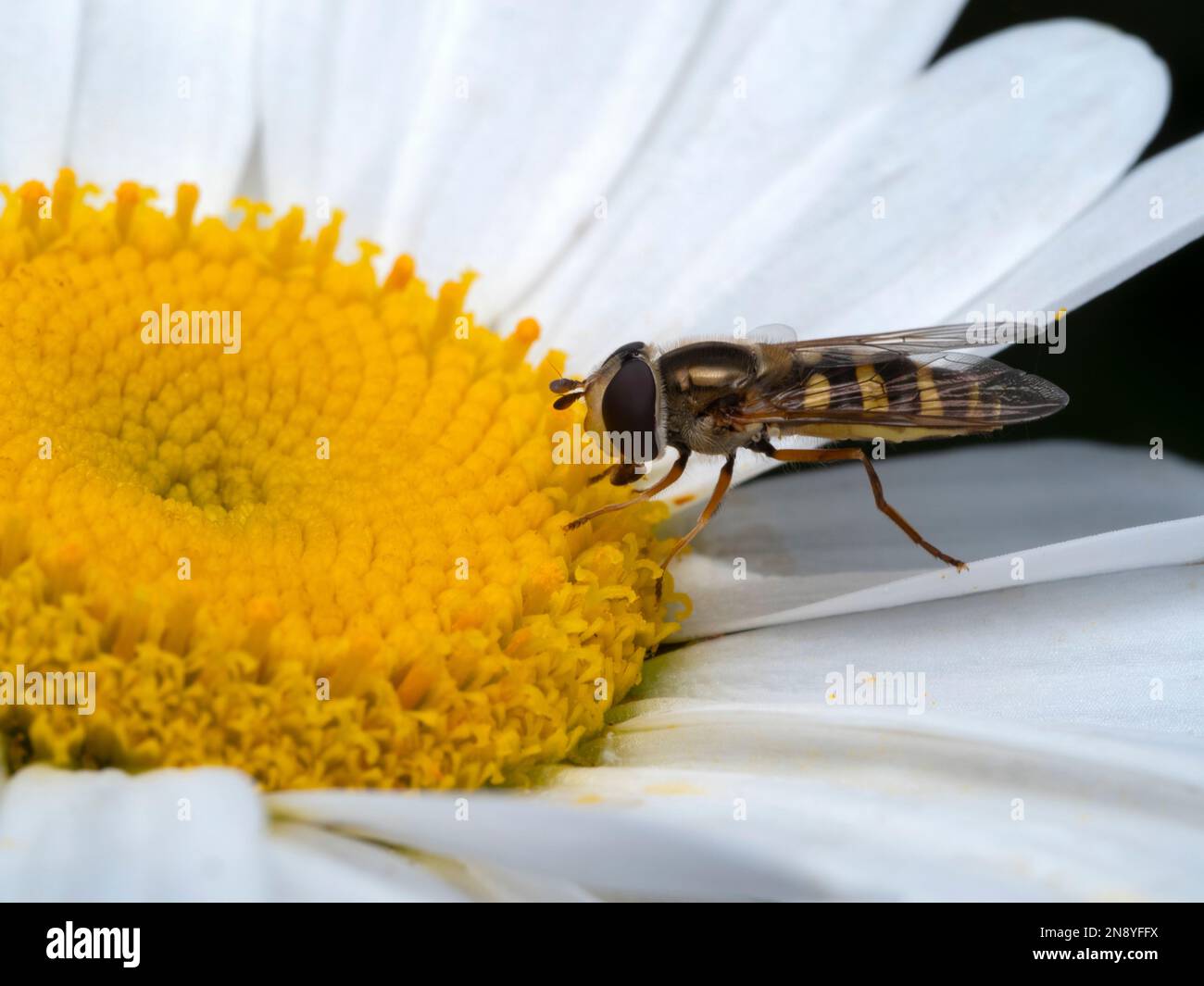 Side view of a forked globetail hover fly (Sphaerophoria sulphuripes) on a white and yellow daisy flower Stock Photo