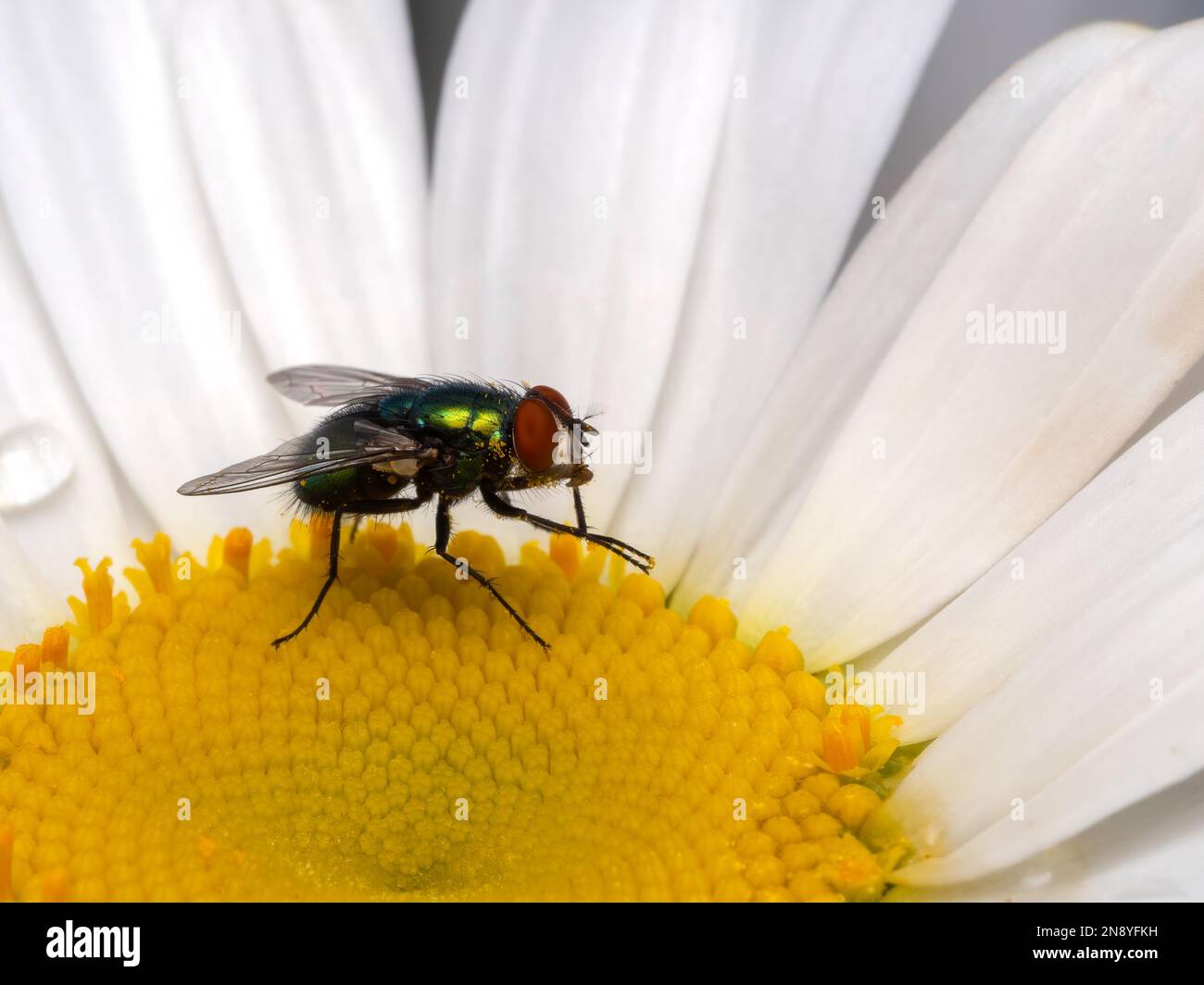 Brightly colored greenbottle blowfly (Lucilia sericata) grooming its front legs while resting on a white and yellow daisy flower Stock Photo