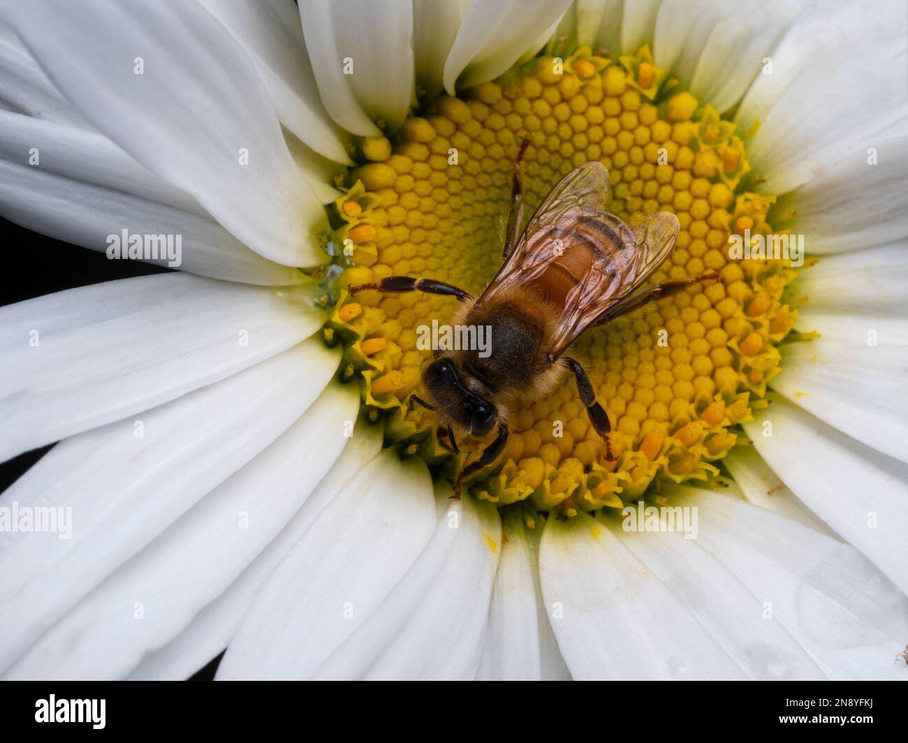 Dorsal view of a domesticated European honey bee (Apis mellifera) on a yellow and white daisy flower Stock Photo
