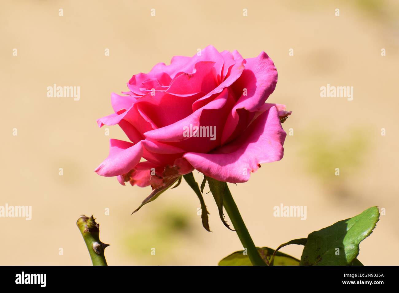 Pink rose flower isolated Stock Photo - Alamy