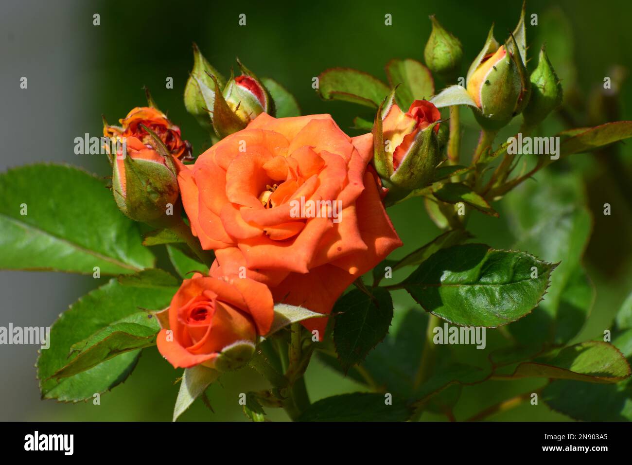 Orange flowers at rose garden hi-res stock photography and images - Alamy
