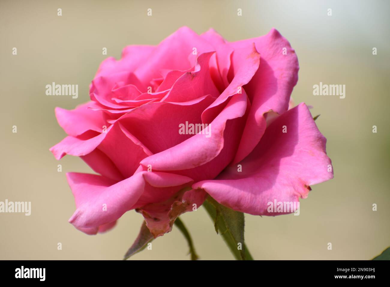 Pink rose flower isolated Stock Photo - Alamy