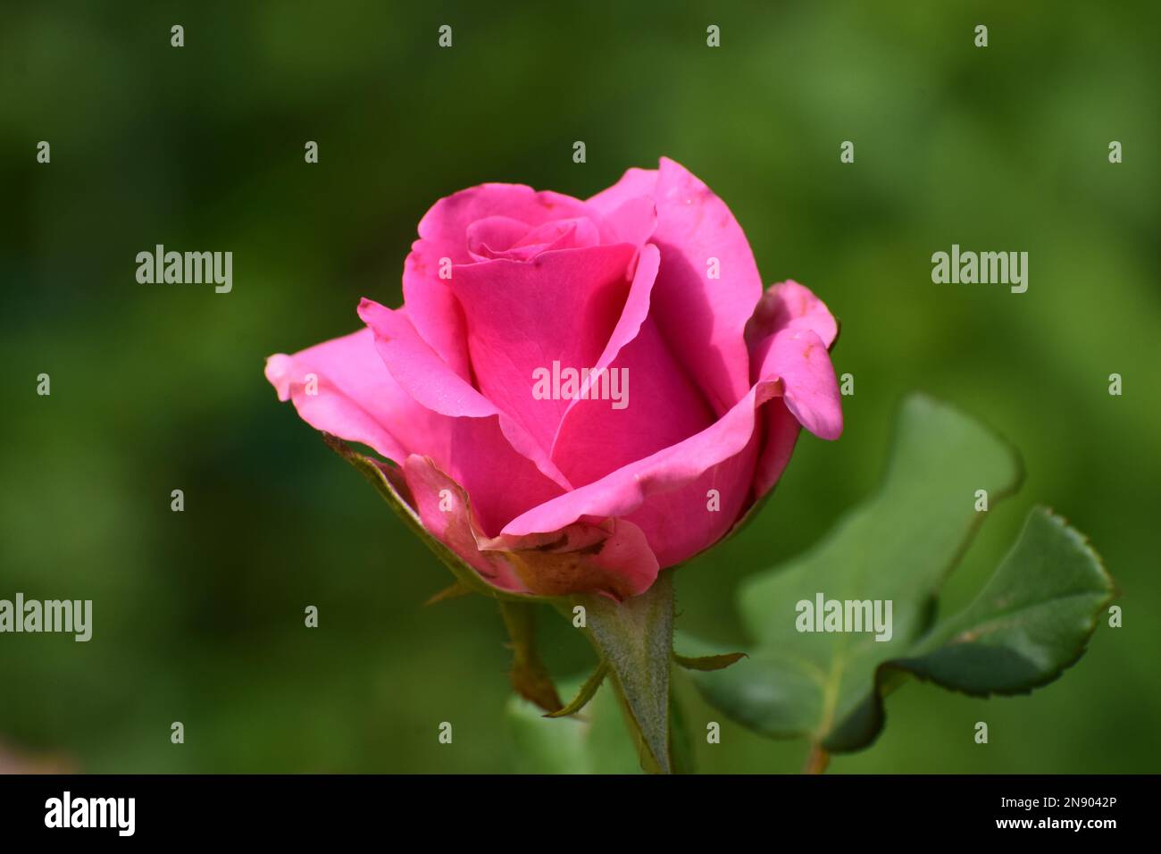 Pink rose flower isolated Stock Photo - Alamy