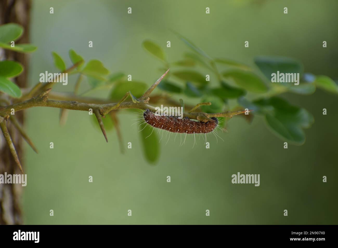 STOCK QUOTE FOR CATERPILLAR visual data 8