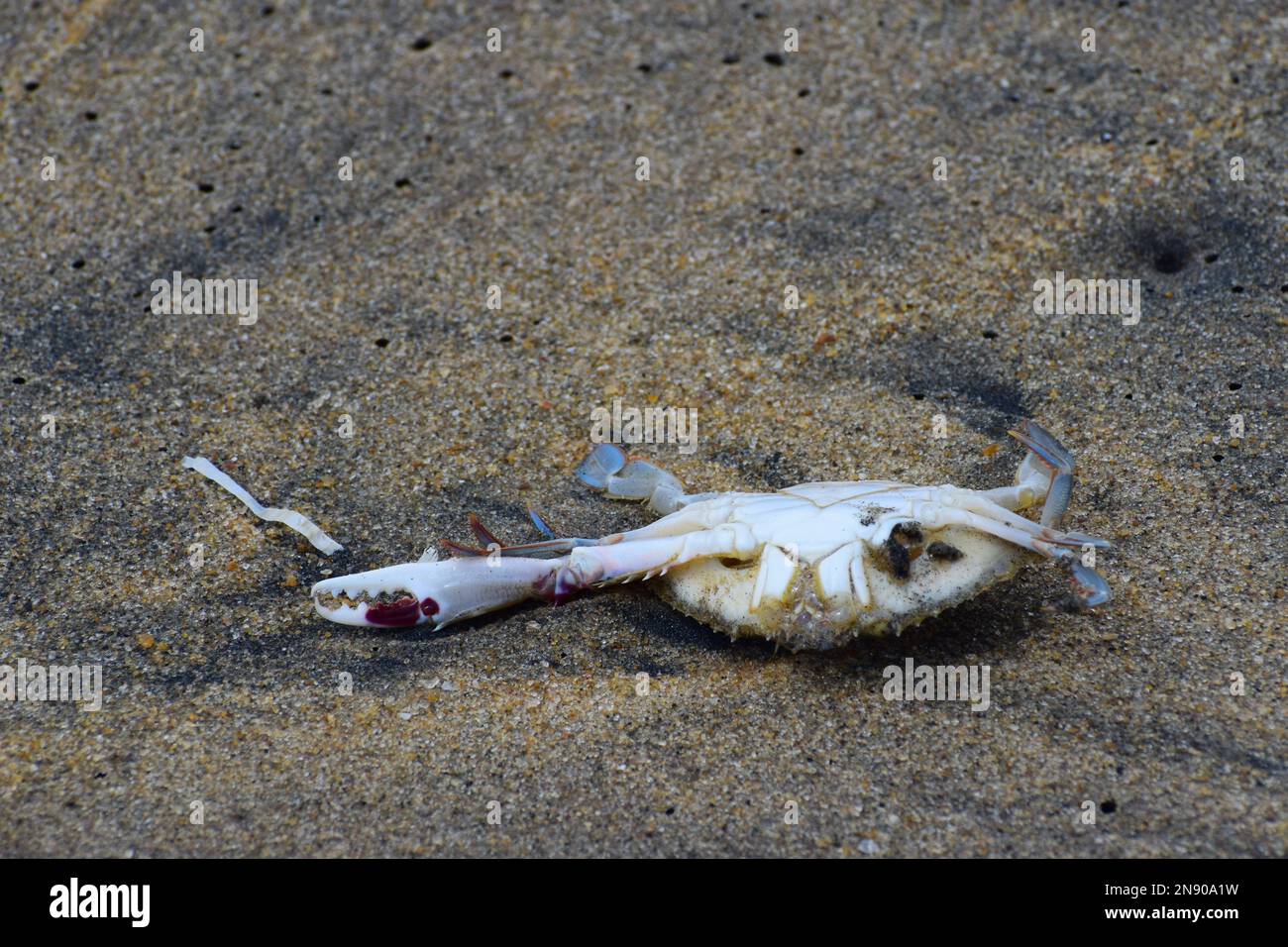 Dead ocean life Stock Photo