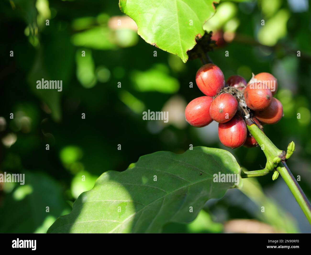 Ripe red color coffee cherry beans on tree  with natural green leave in background, Pantation in Thailand Stock Photo
