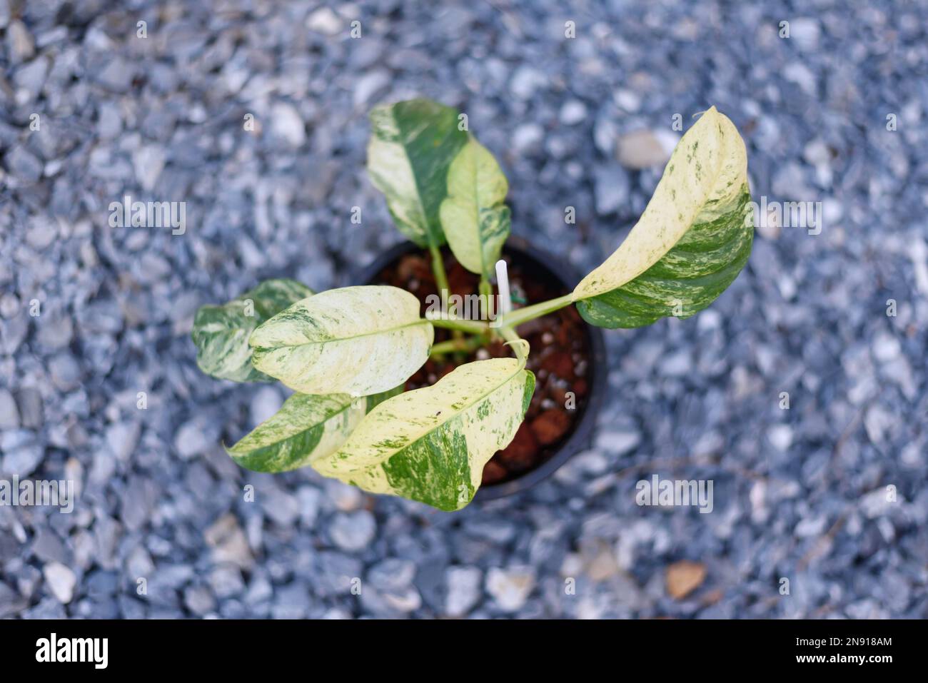 rhaphidophora puberula variegated in the pot Stock Photo - Alamy