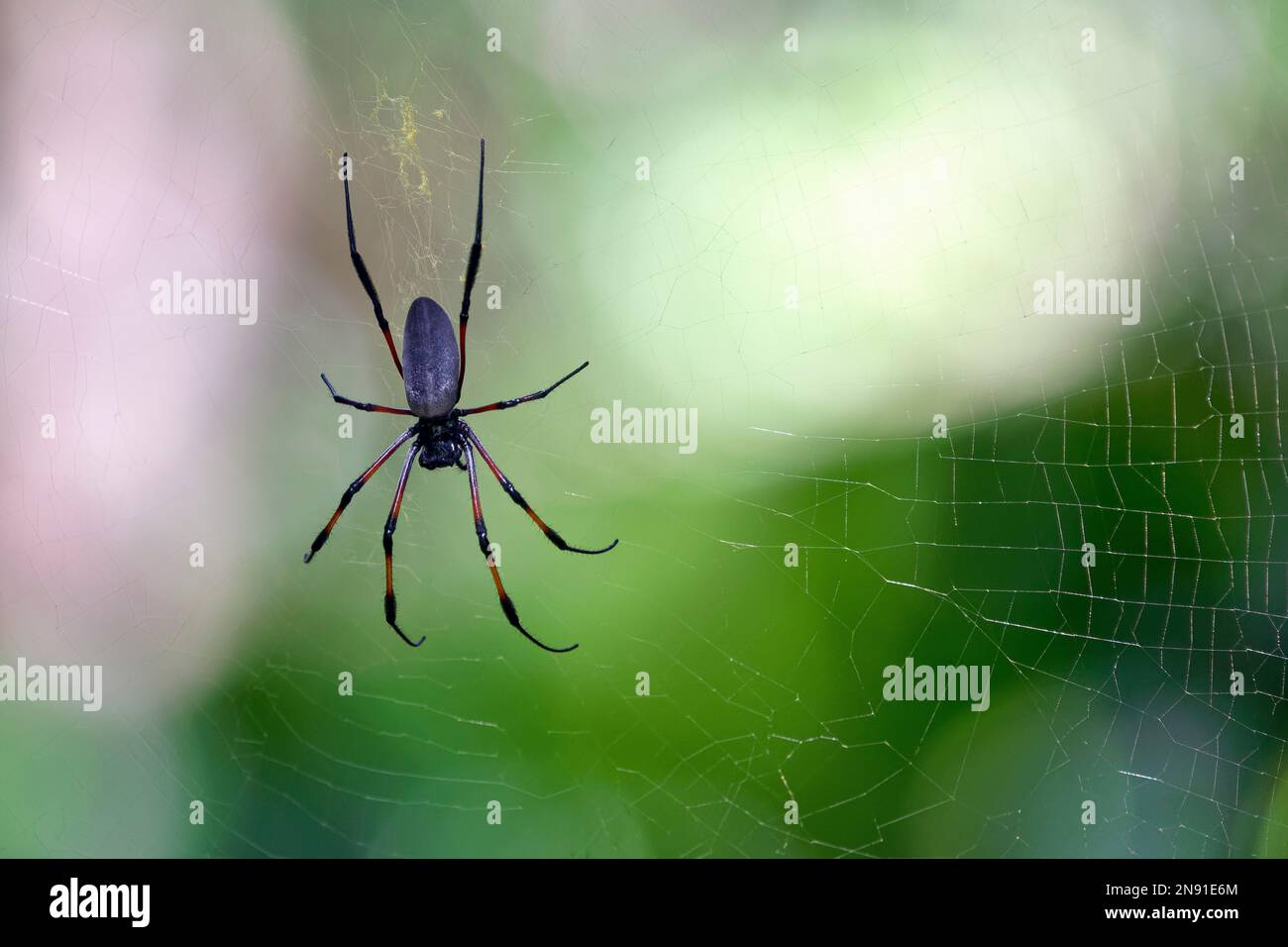 Red-legged golden orb-web spider - Nephila inaurata Stock Photo