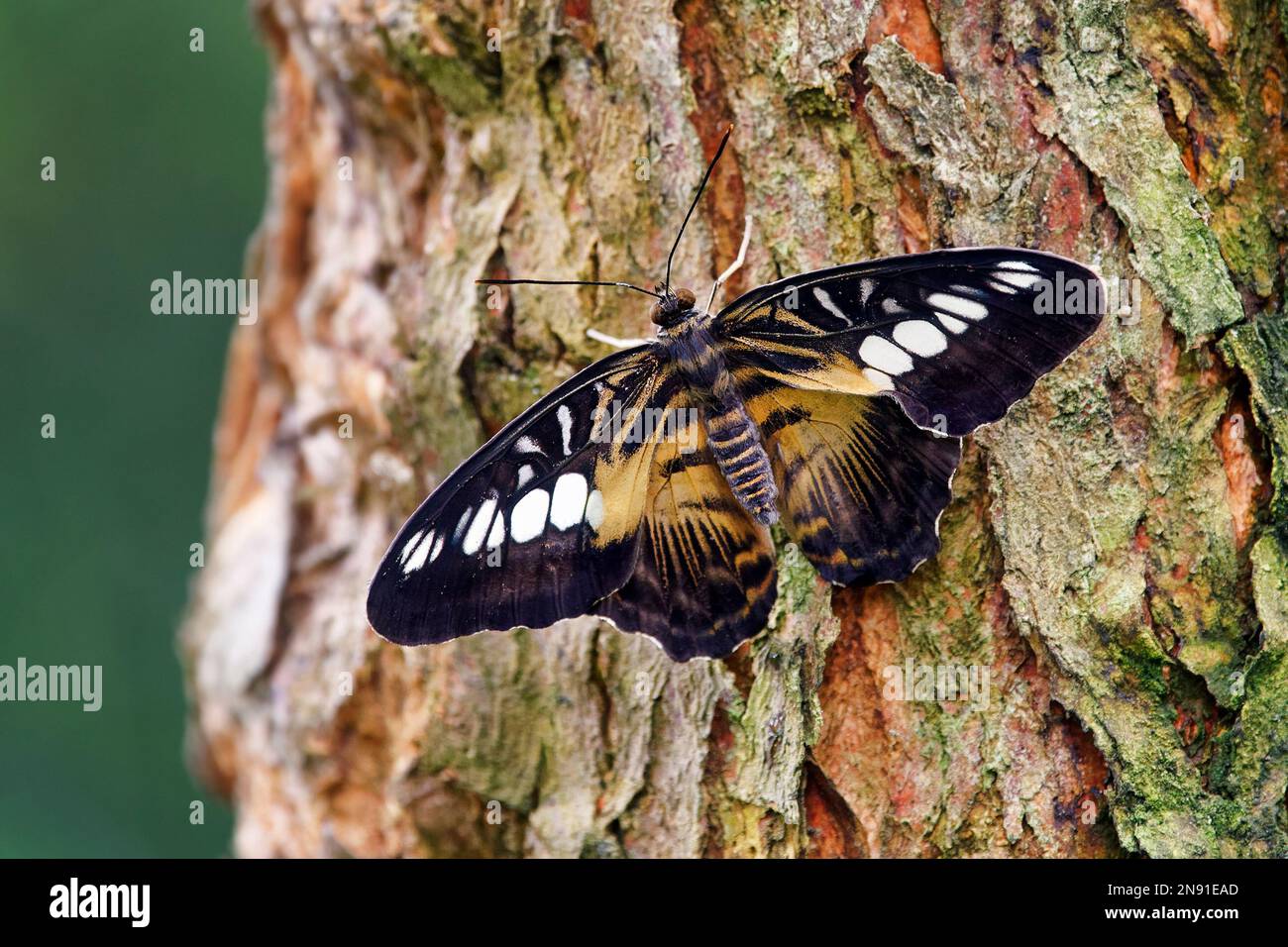 Clipper butterfly - Parthenos sylvia Stock Photo