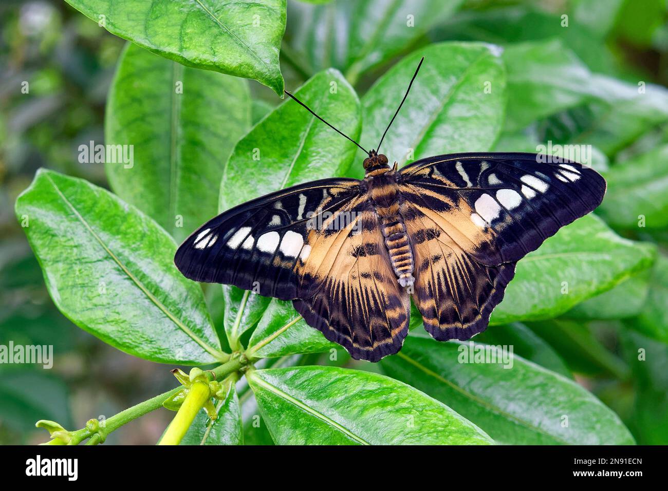 Clipper butterfly - Parthenos sylvia Stock Photo