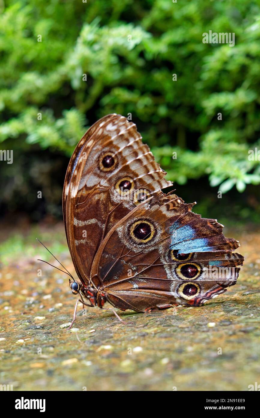 Peleides Blue Morpho Butterfly (underside) - Morpho peleides Stock Photo
