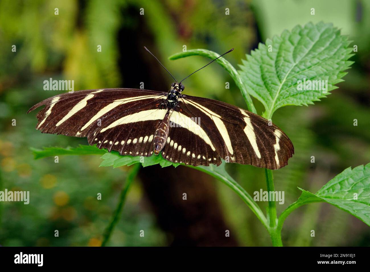 Zebra longwing butterfly - Heliconius charithonia Stock Photo