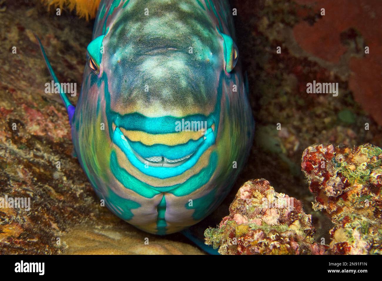 Eclipse parrotfish - Scarus russelii Stock Photo