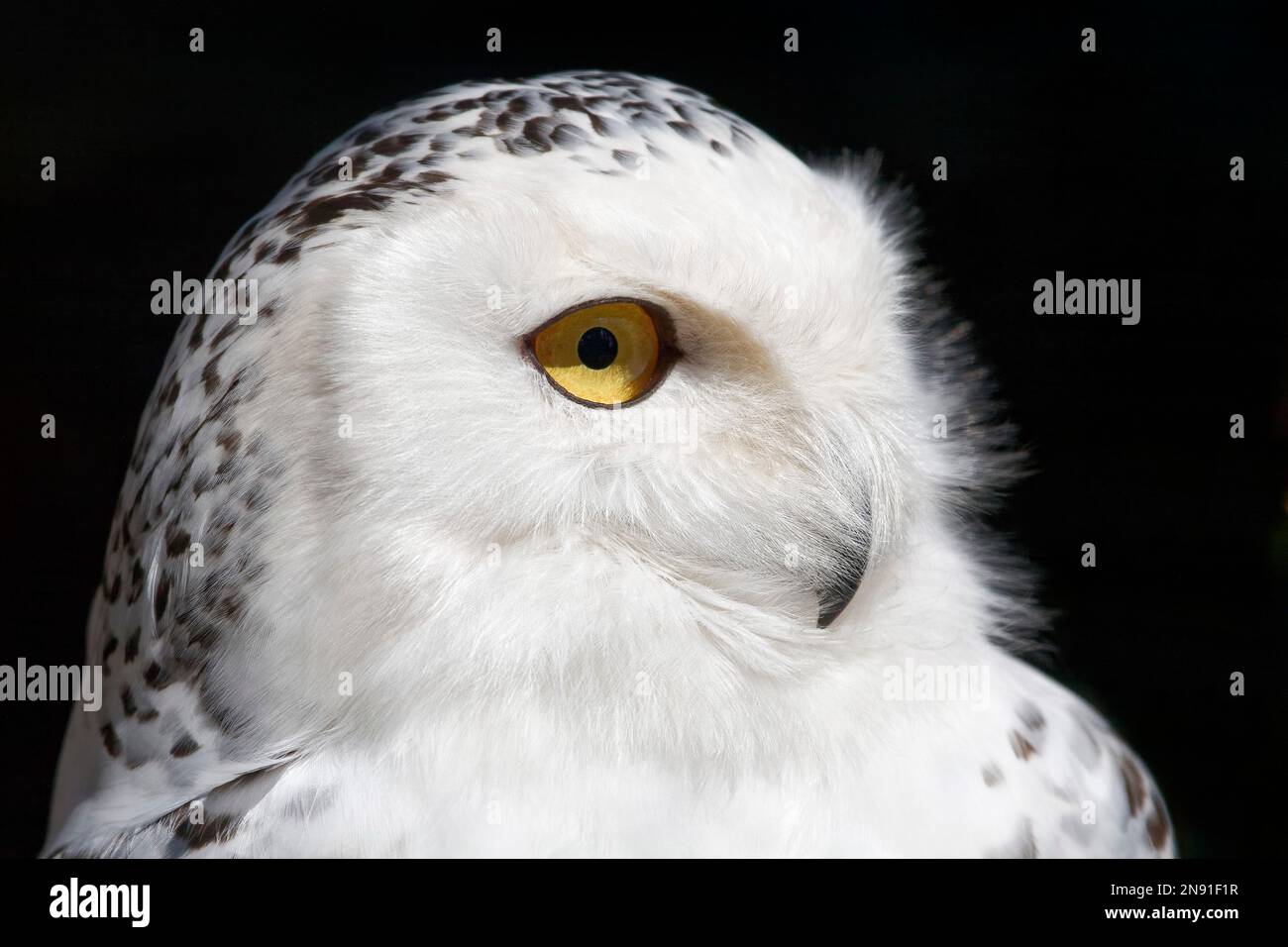 Snowy owl (female) - Bubo scandiacus (Nyctea scandiaca) Stock Photo