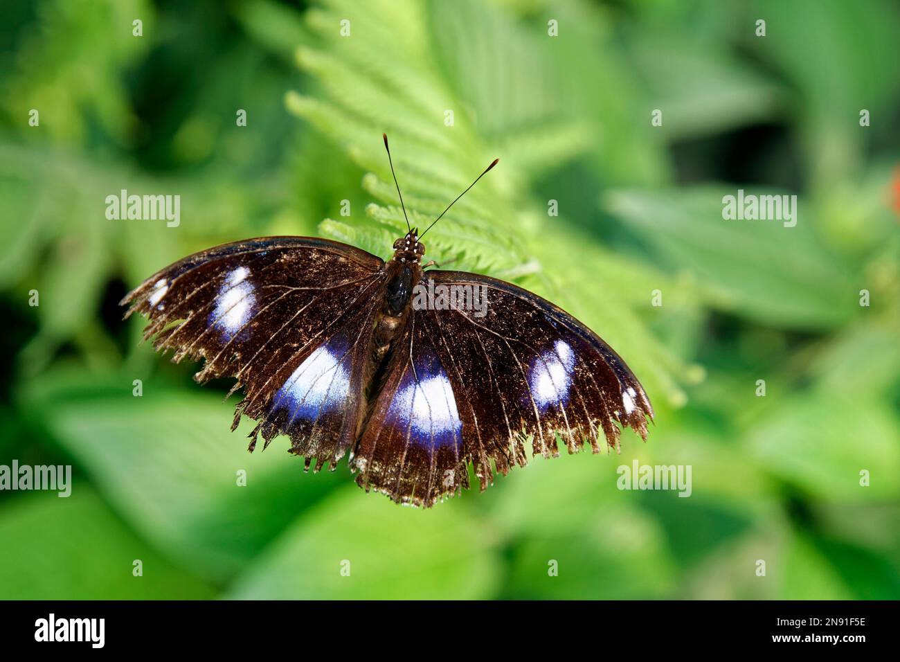Great eggfly butterfly - Hypolimnas bolina Stock Photo