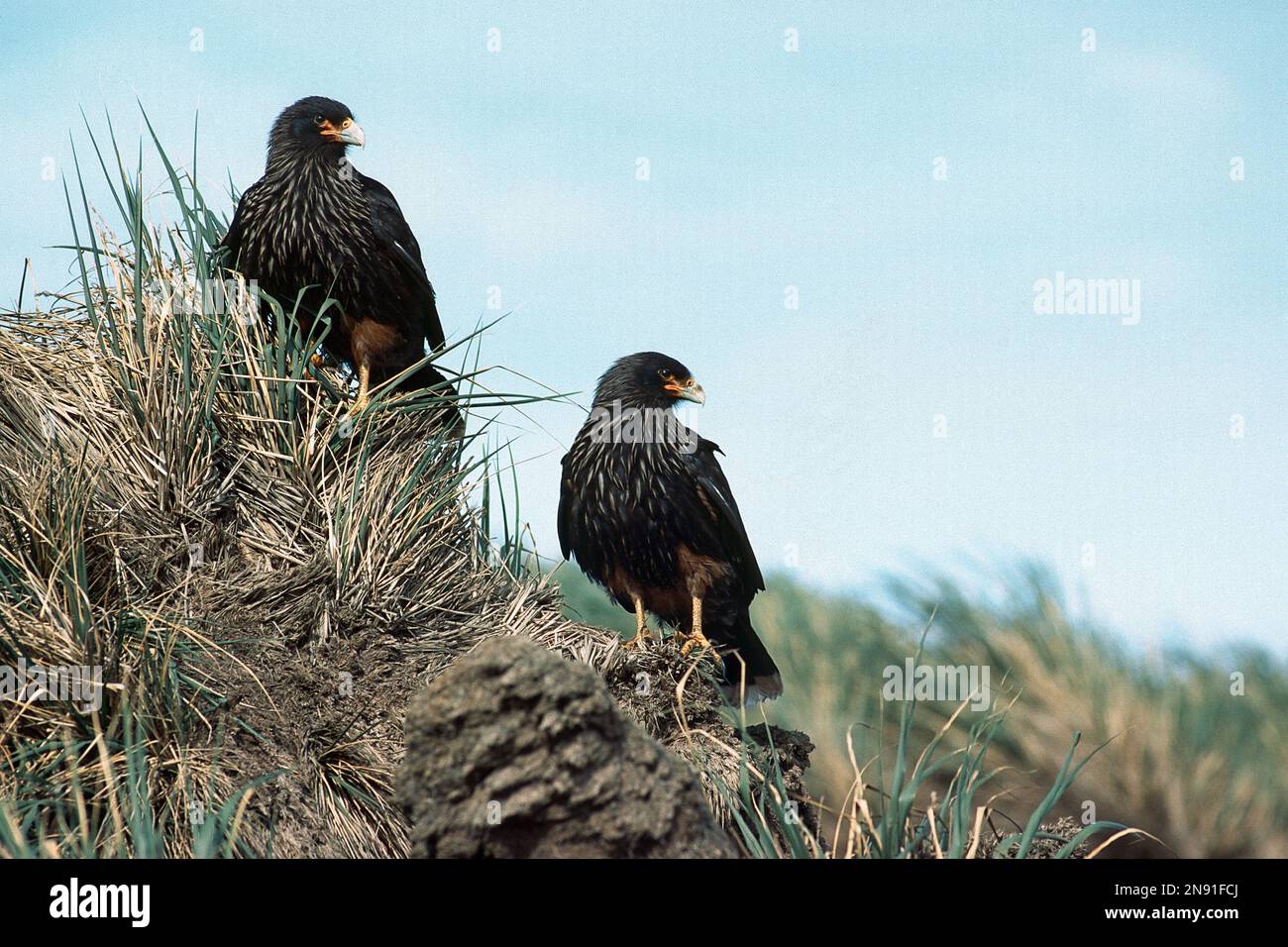 Striated Caracara - Phalcoboenus australis Stock Photo