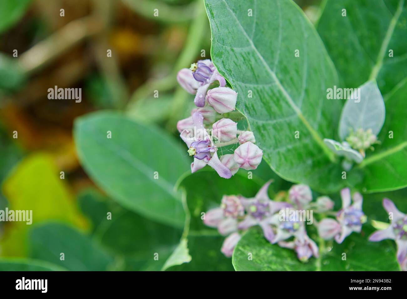 Purple crown flower or giant Indian milkweed with dew drops or gigantic ...
