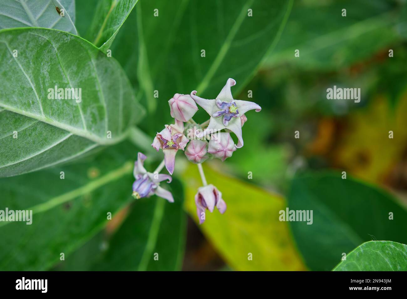 Purple crown flower or giant Indian milkweed with dew drops or gigantic ...
