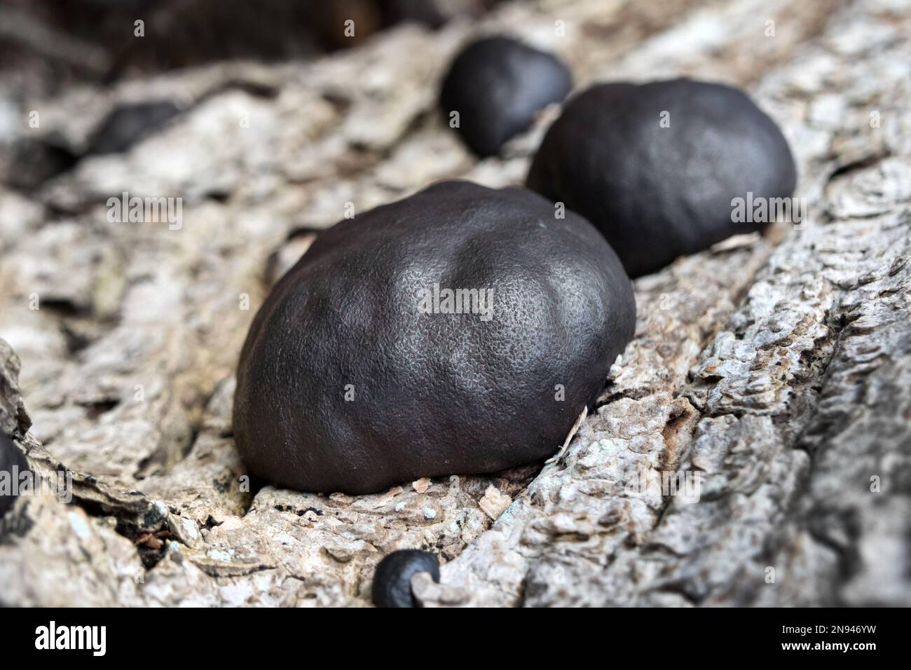 King Alfred’s Cakes Mushrooms, also known as Cramp Balls, (Daldinia concentrica), Growing on an Old Ash Tree, Lake District, Cumbria, UK Stock Photo