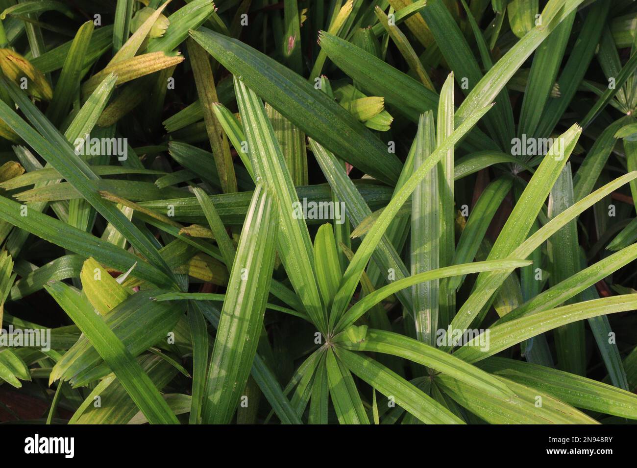 green colored Broadleaf lady palm on garden for harvest are cash crops ...