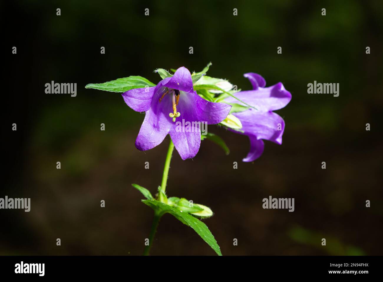 Close-up of flowering nettle-leaved bellflower on dark blurry natural background. Campanula trachelium. Beautiful detail of hairy violet bell shaped f Stock Photo