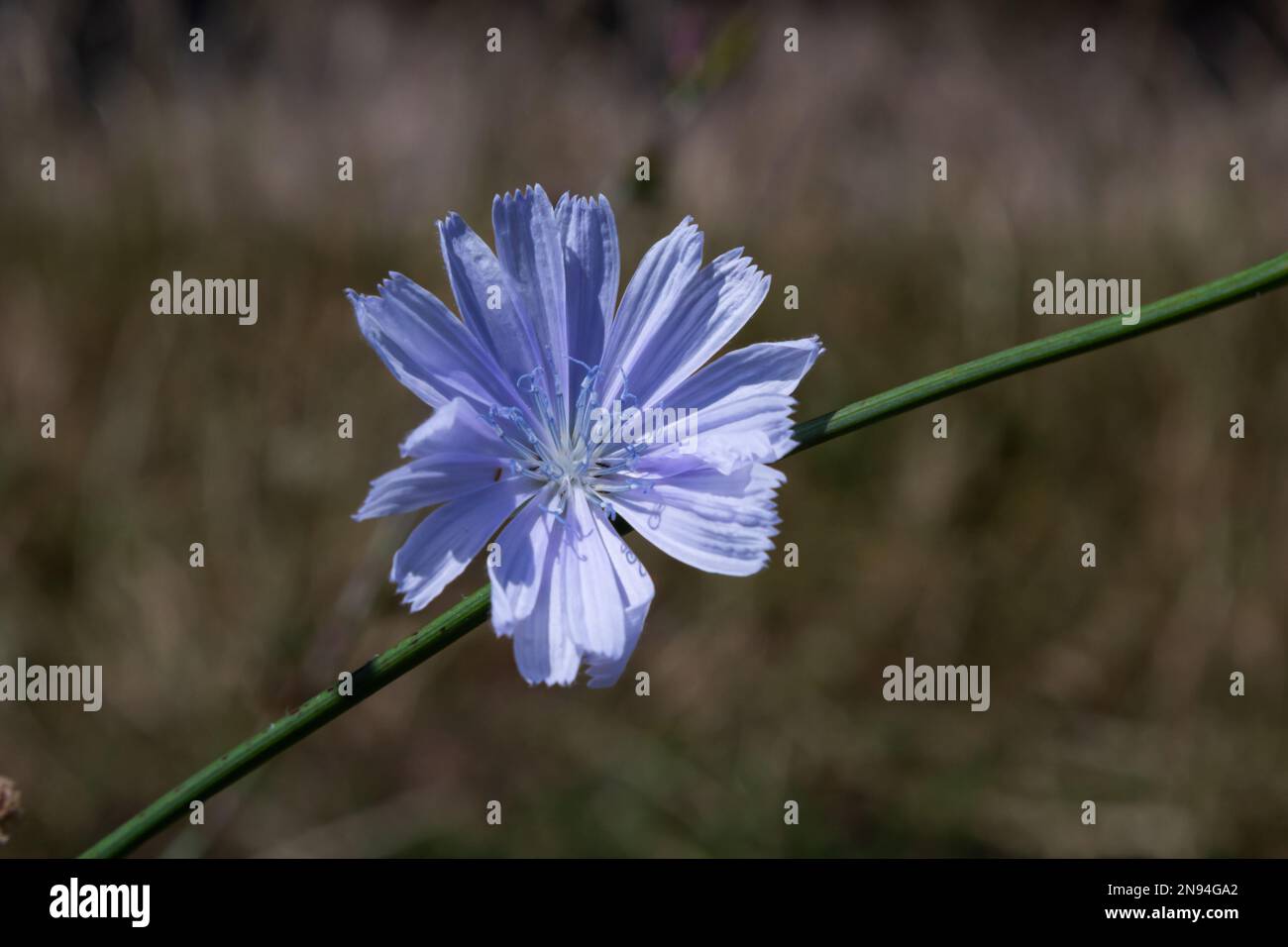 Blue Chicory flowers, close up. Violet Cichorium intybus blossoms
